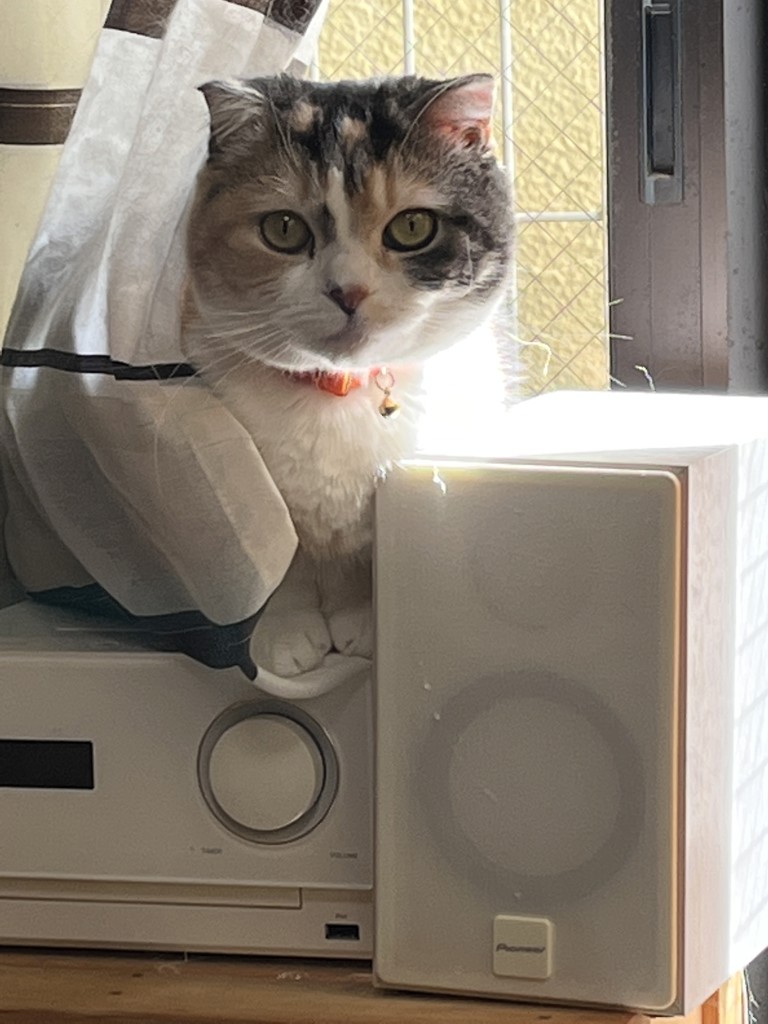 ココ