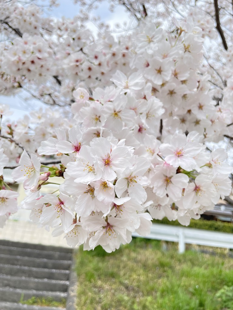 もえ