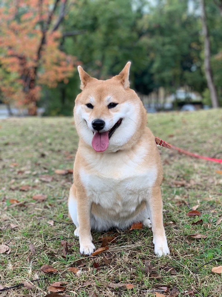 桃杏