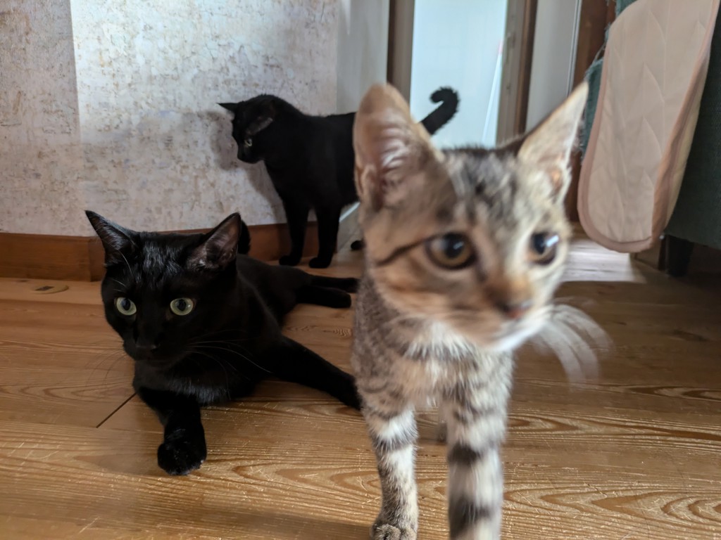 ノリ