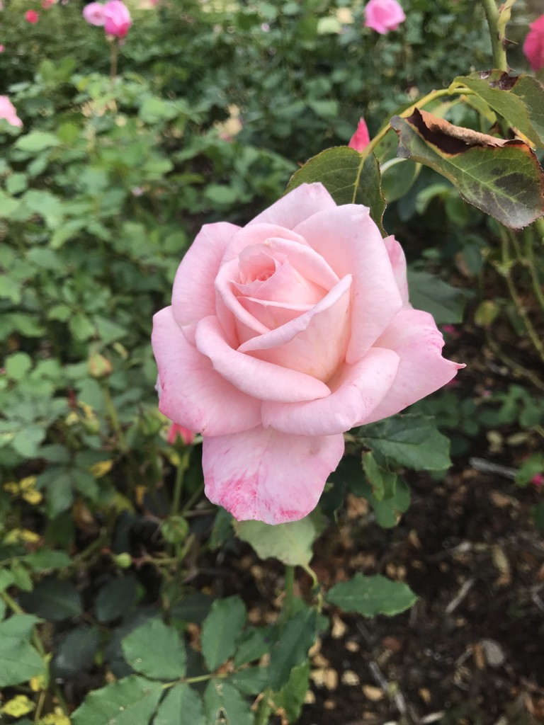 バー薔薇