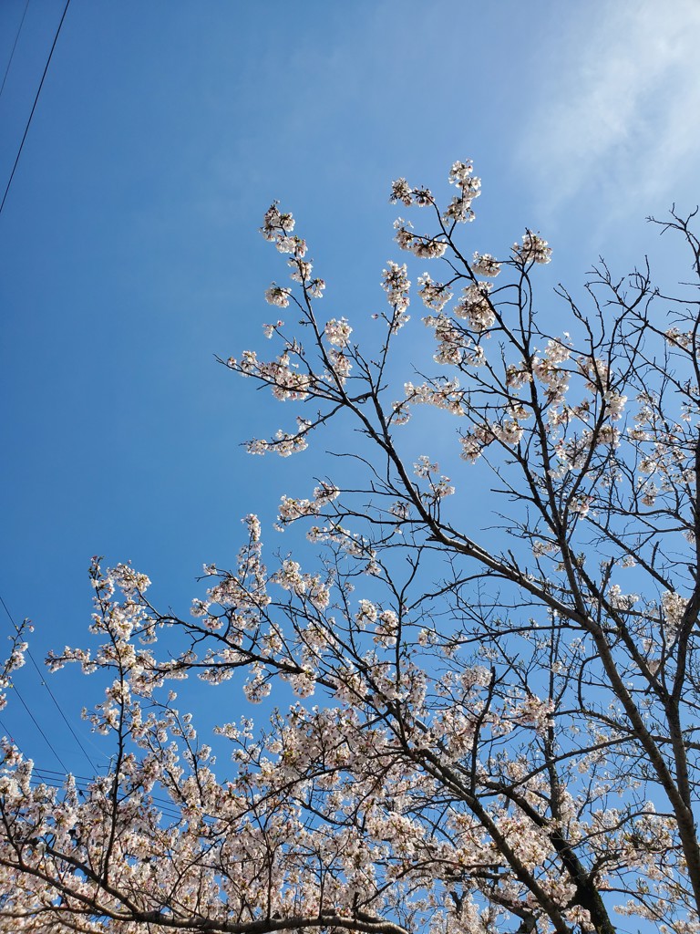 ちぇる