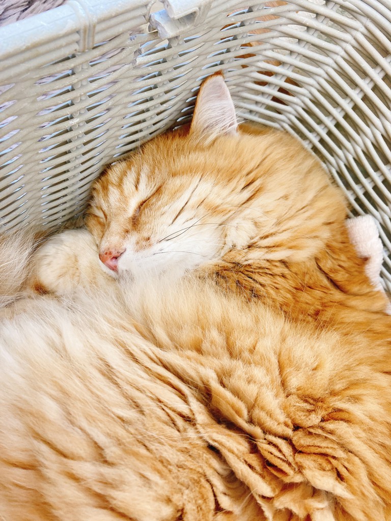 まりりん