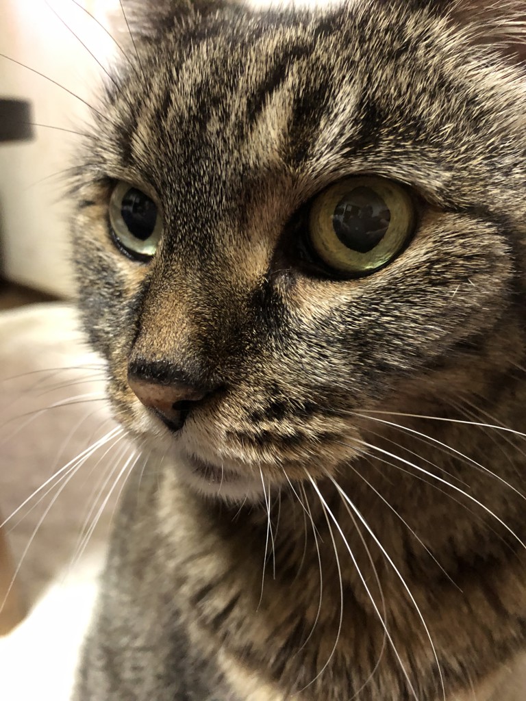猫ママ