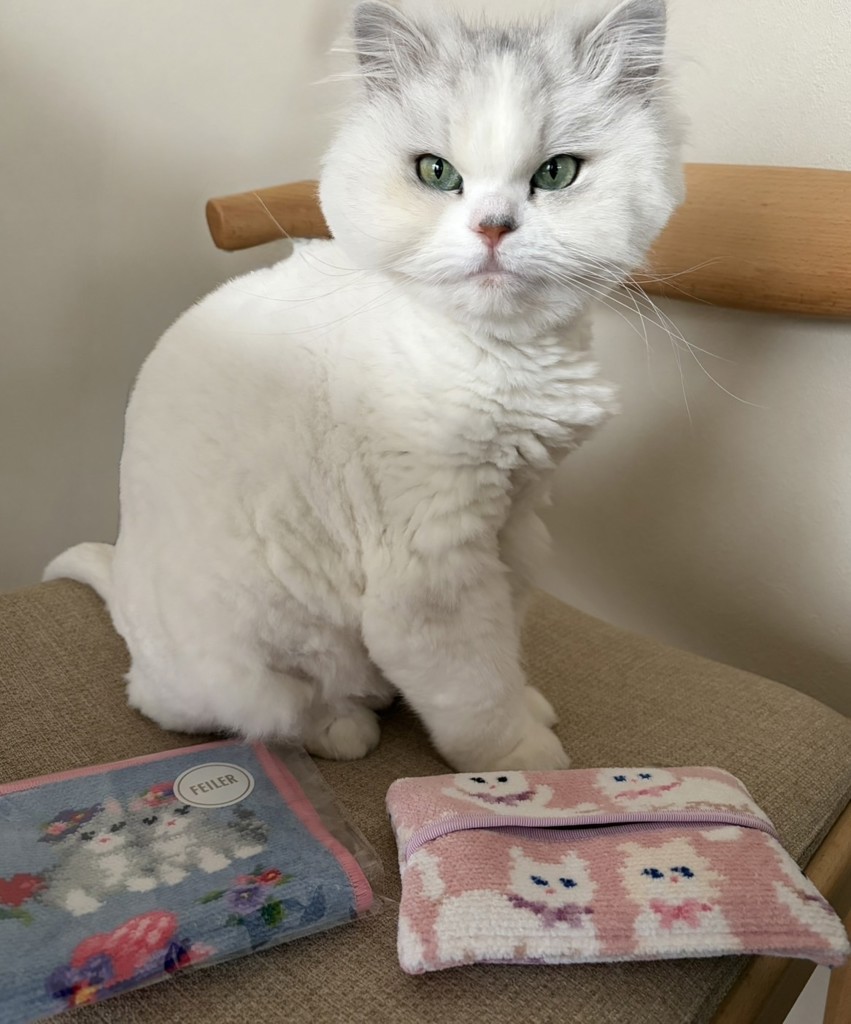 モフモフネコチャン ティッシュポーチ L/MNC-260281（WEB限定）(ペール