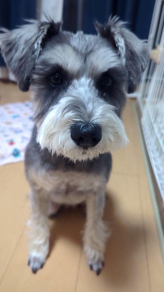 げんげん