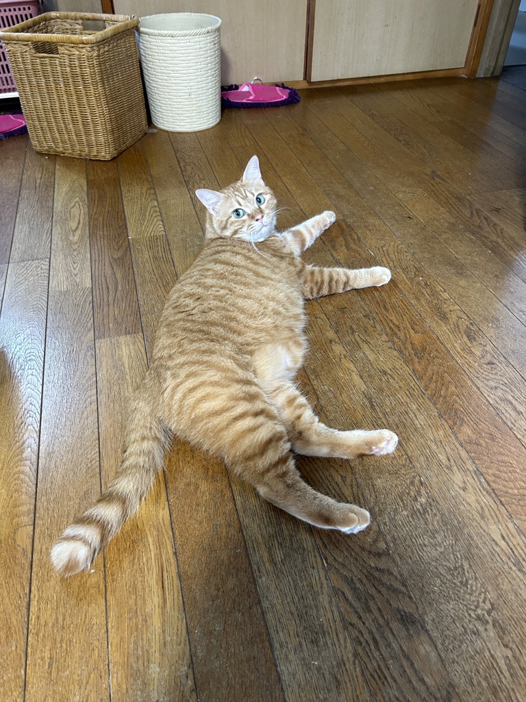 たなちい