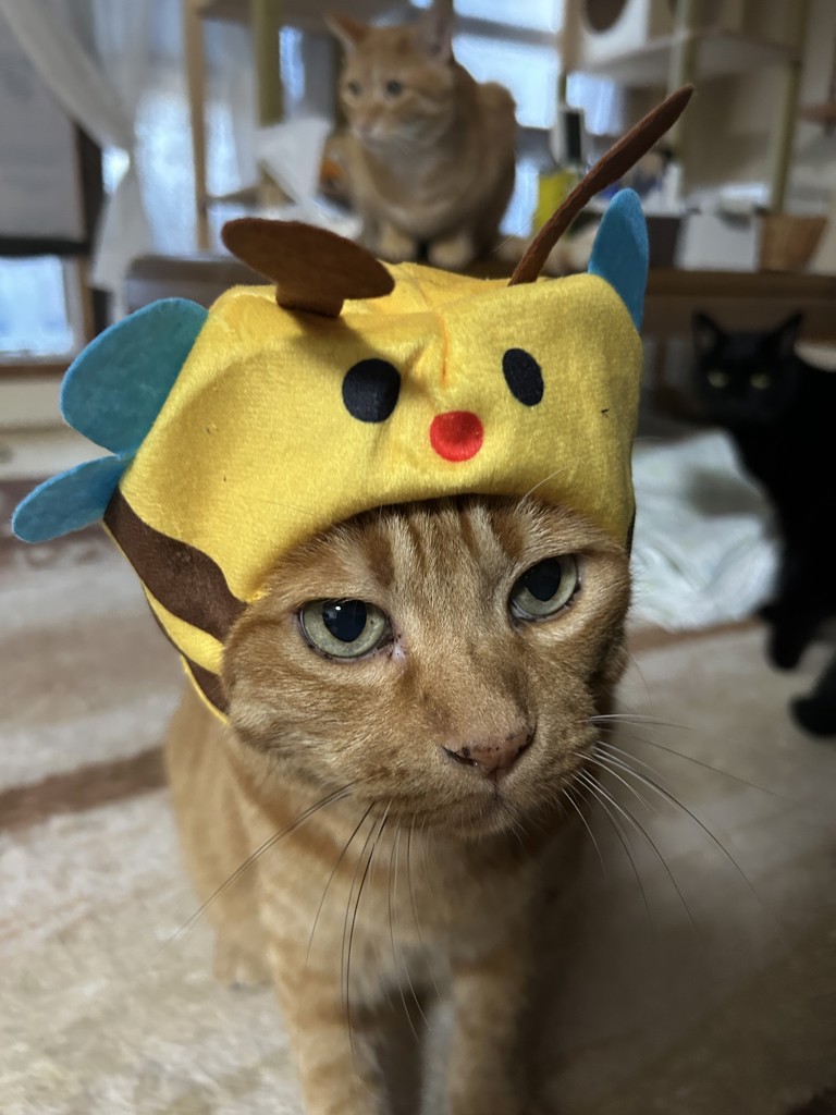 わさお