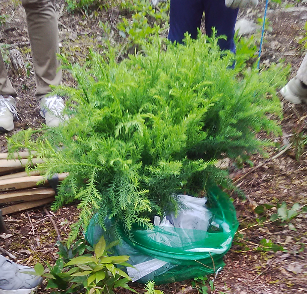 d-forest