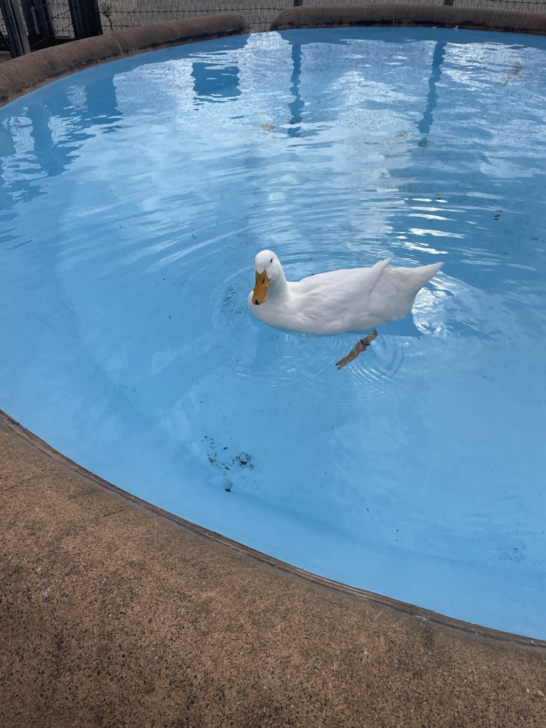 ぴちいちご