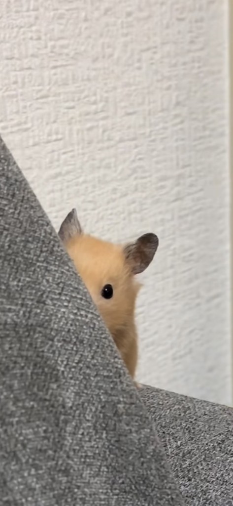 まめまま