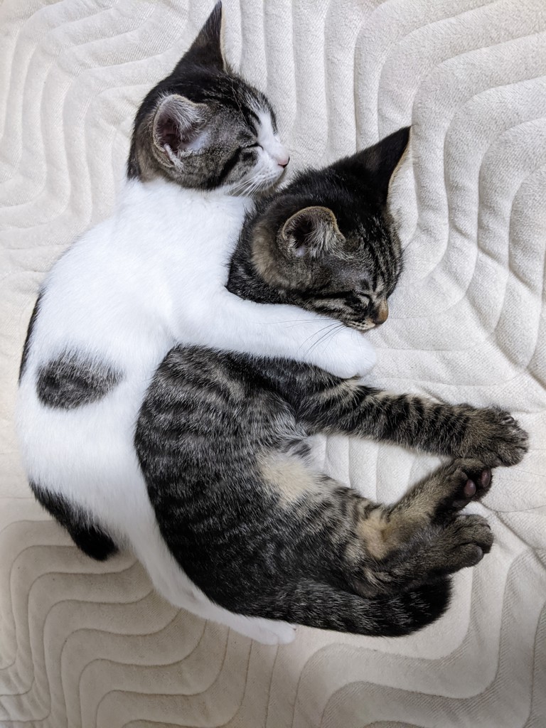 よっしん