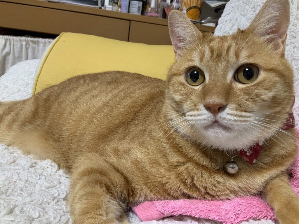 みーやん