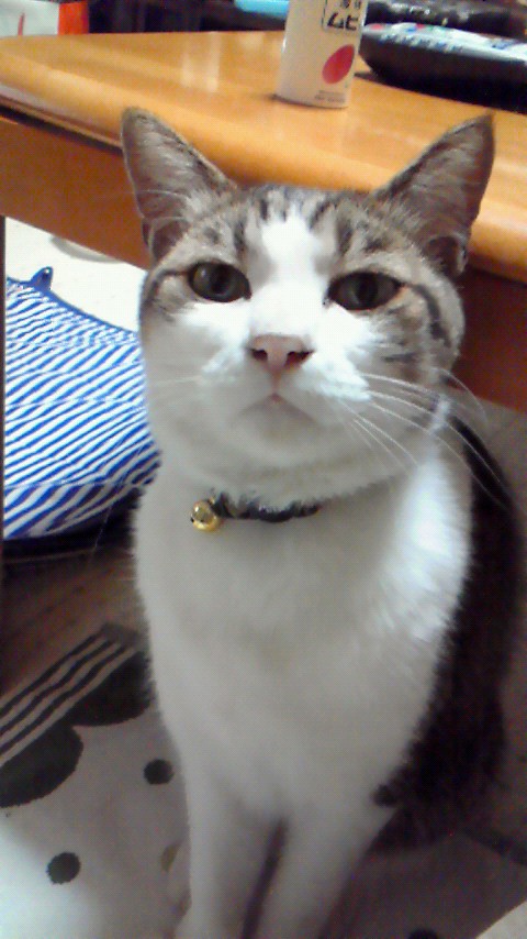 シマちゃん