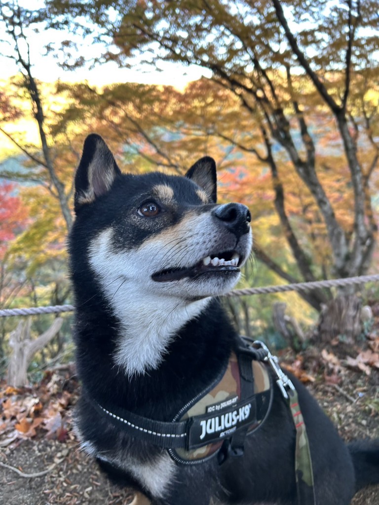 tetsuo94