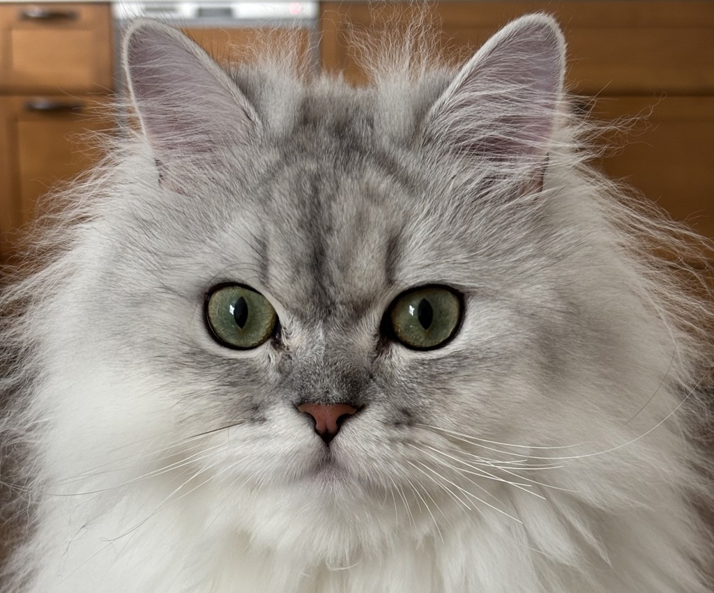 ねこ