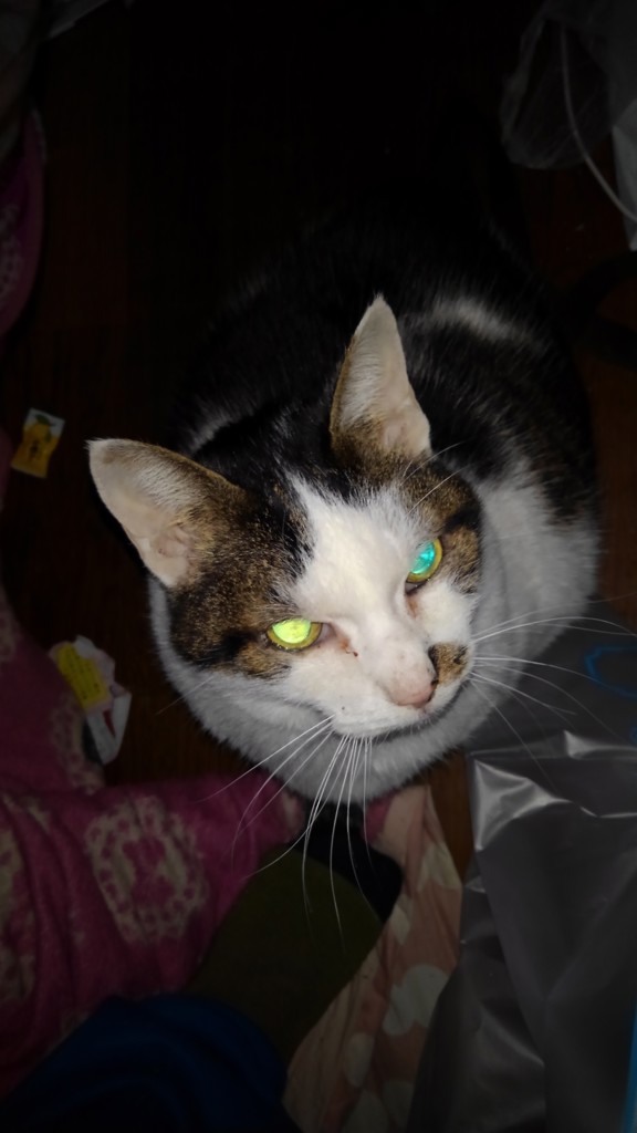 猫又猫吉