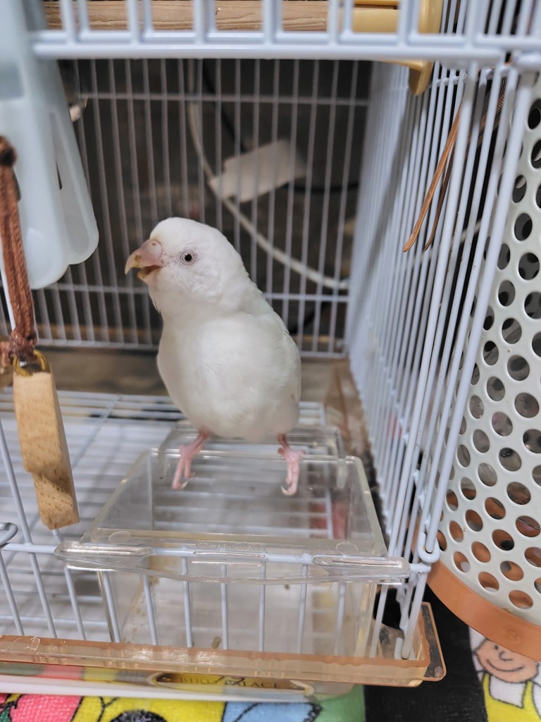 あめ