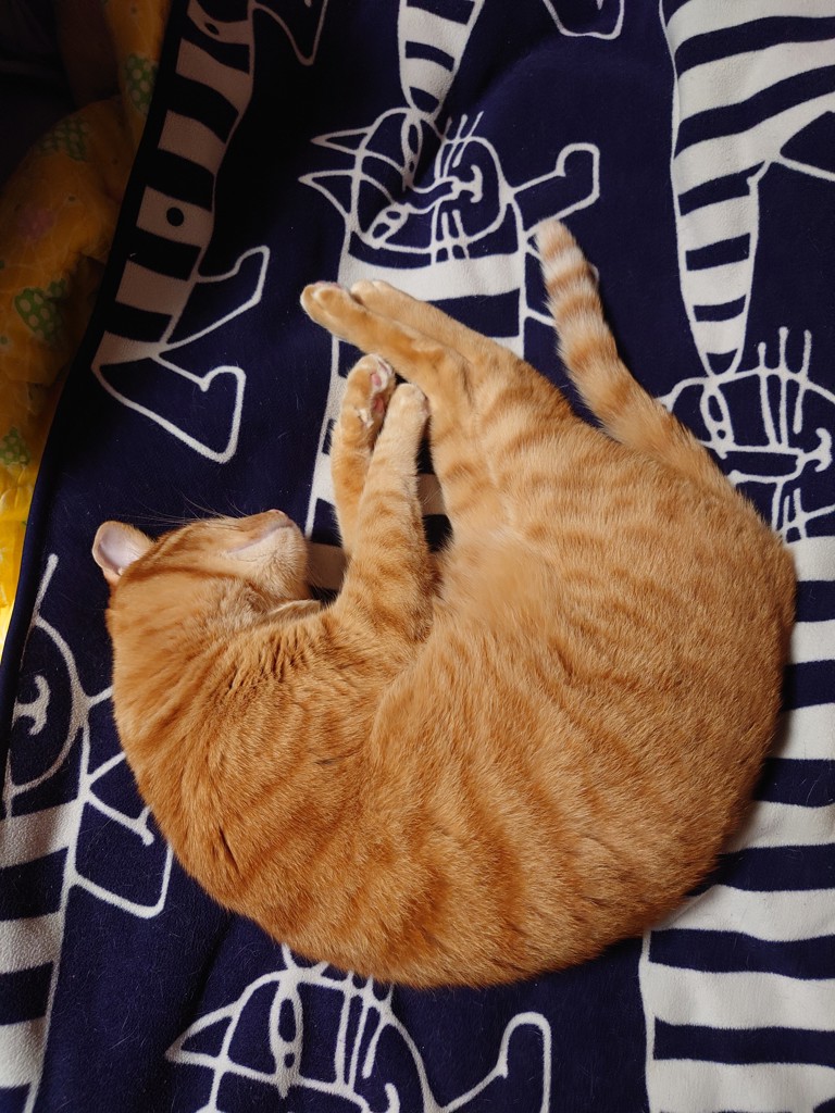 さくら