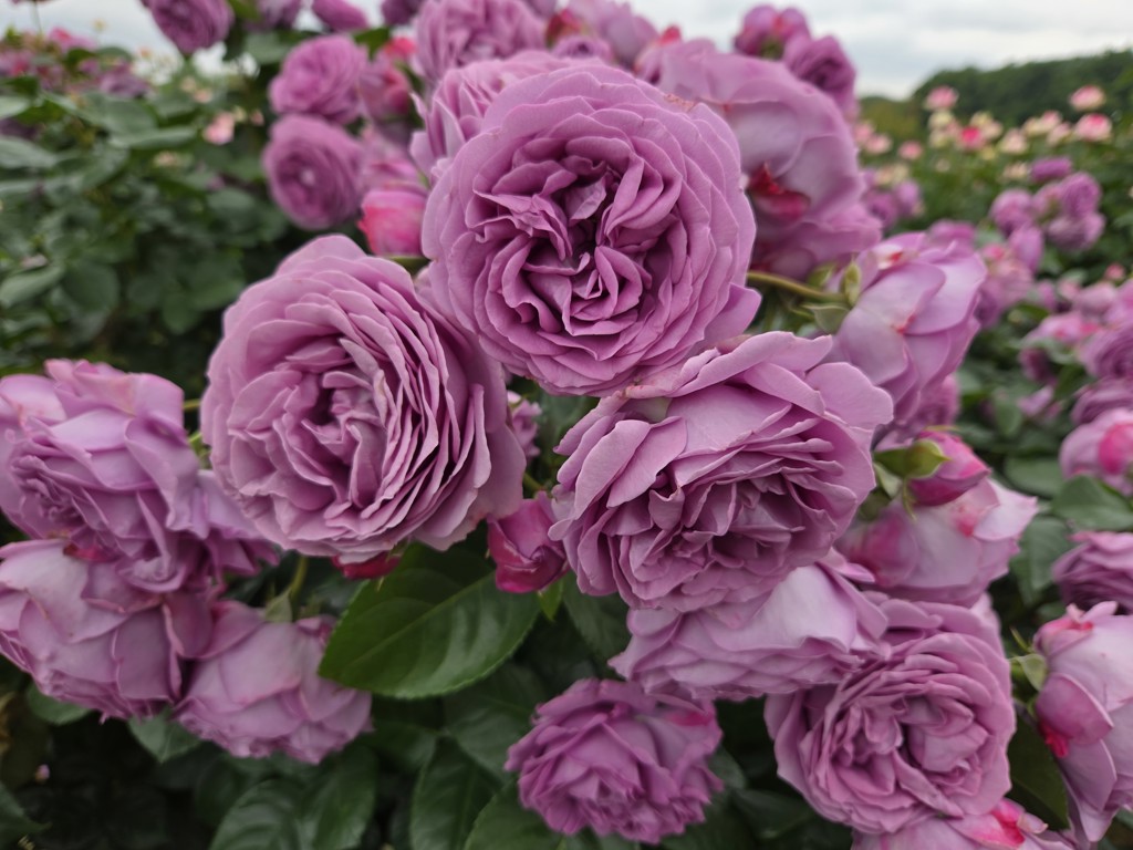 SUKALA】カップ付きフレアタンクトップ(XS・S・M・L・LLサイズ