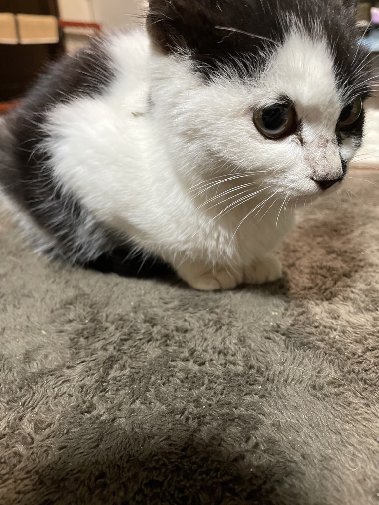 犬猫の下僕