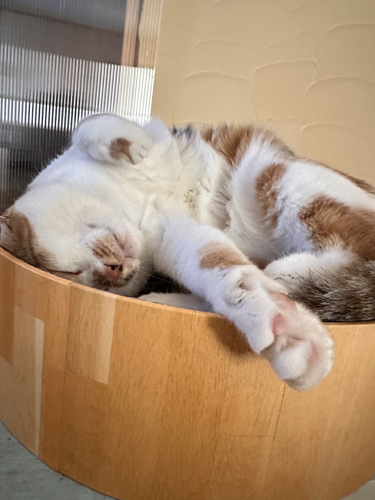 いっちぃ