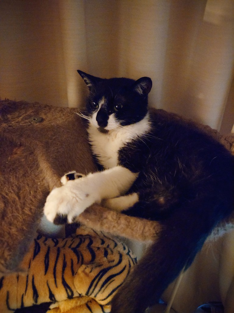 ユーザーアイコン