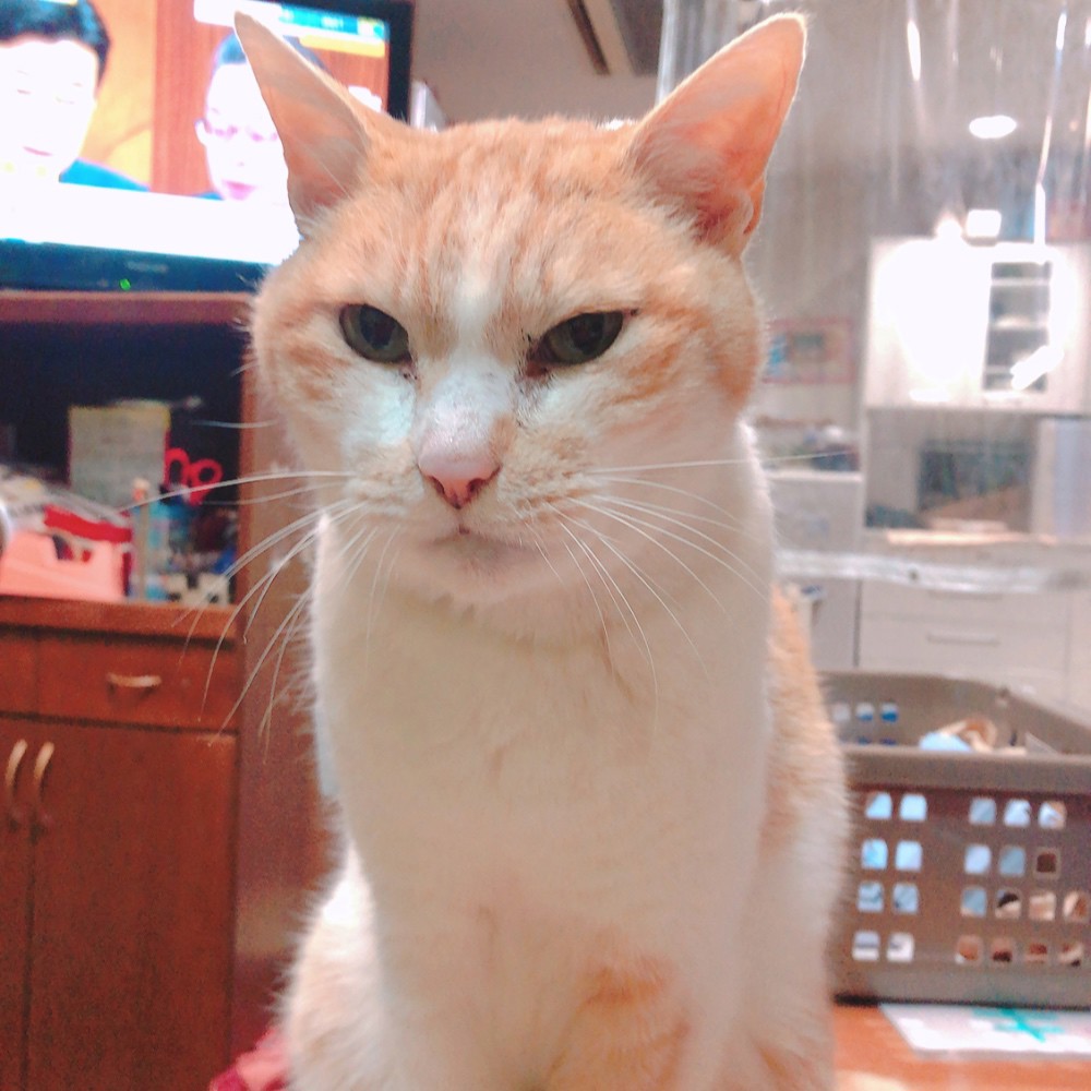 アネゴ