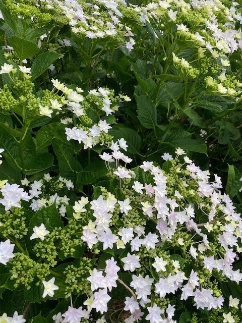 ｎｏ　ｎａｍｅ