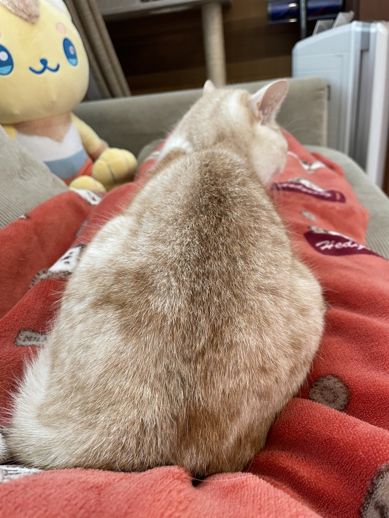 ゆ