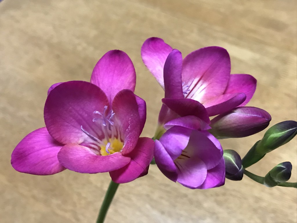 かなたかまま