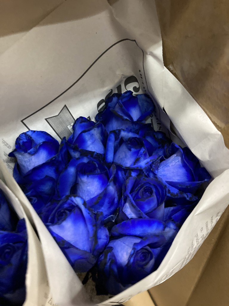 生花】バラ アヴァランチェロイヤルブルー【青/70cm/静岡県】｜Flower