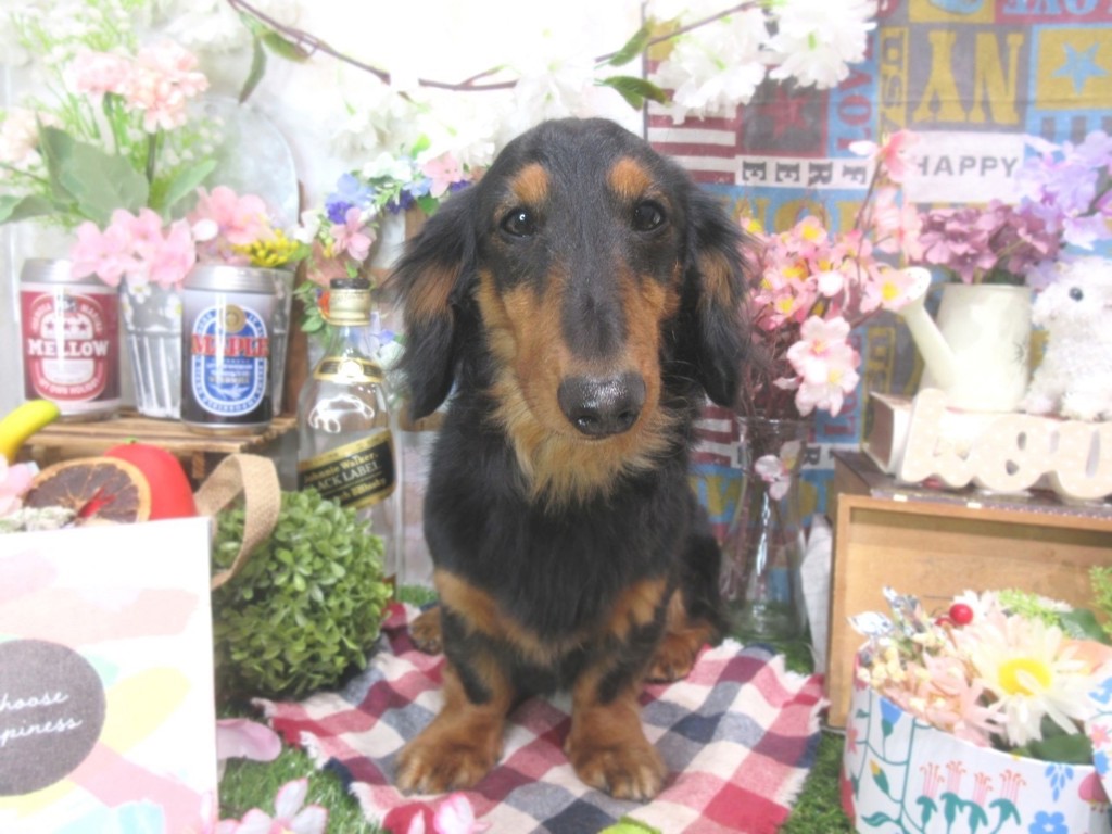 まーチョコゼロ