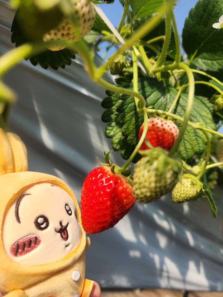 ゆー