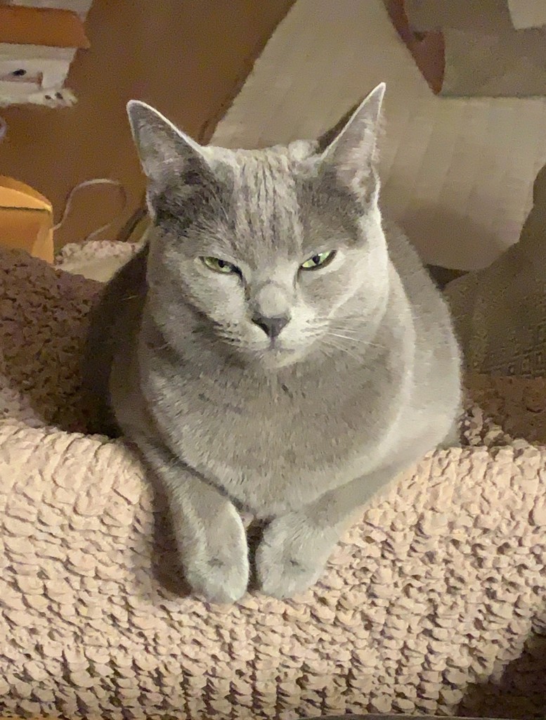 ネコ
