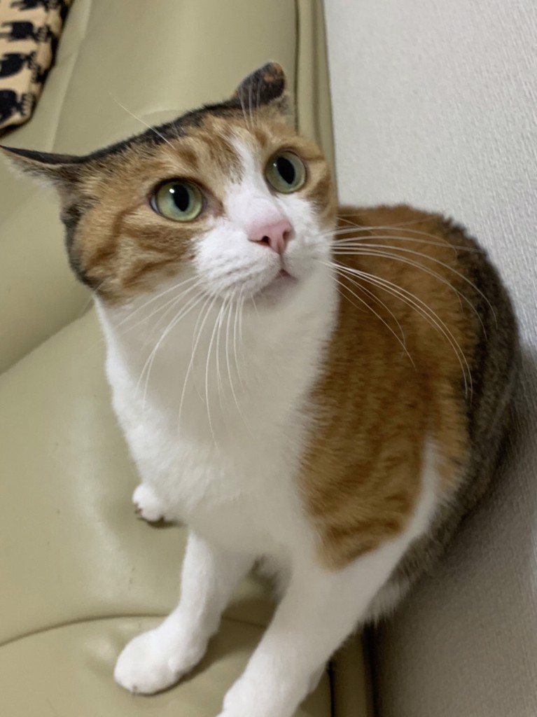 ジェリ