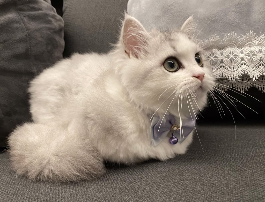 ふう