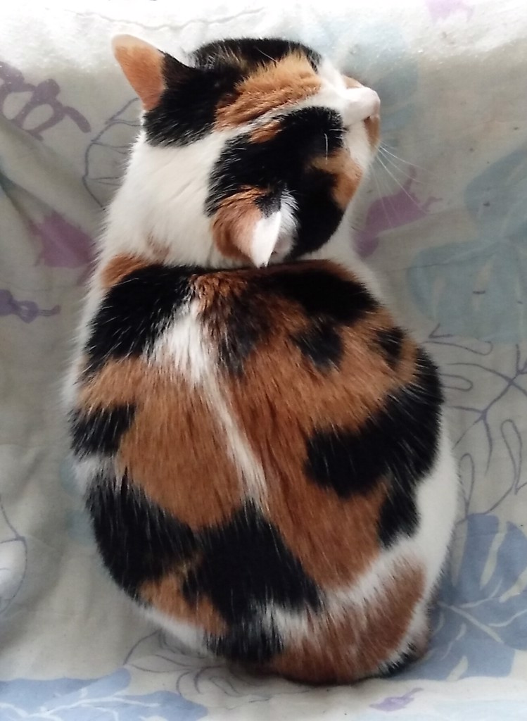 シャー子