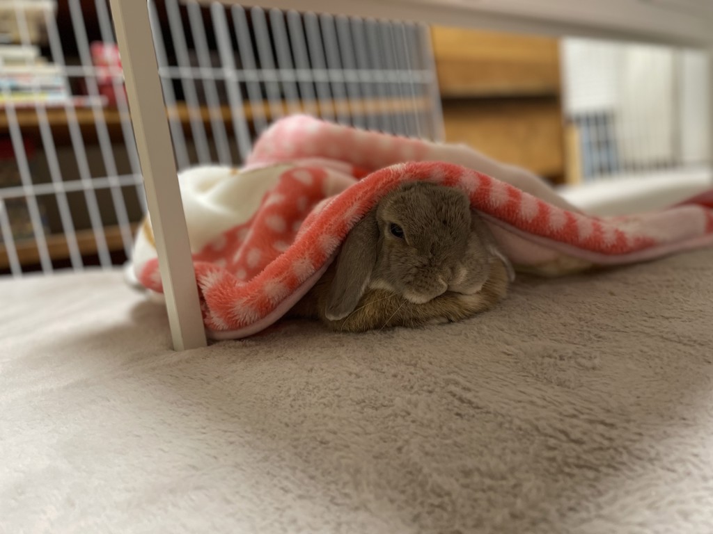 ママピ
