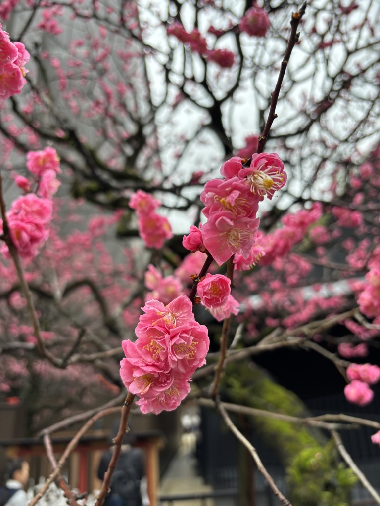 Olive大好き