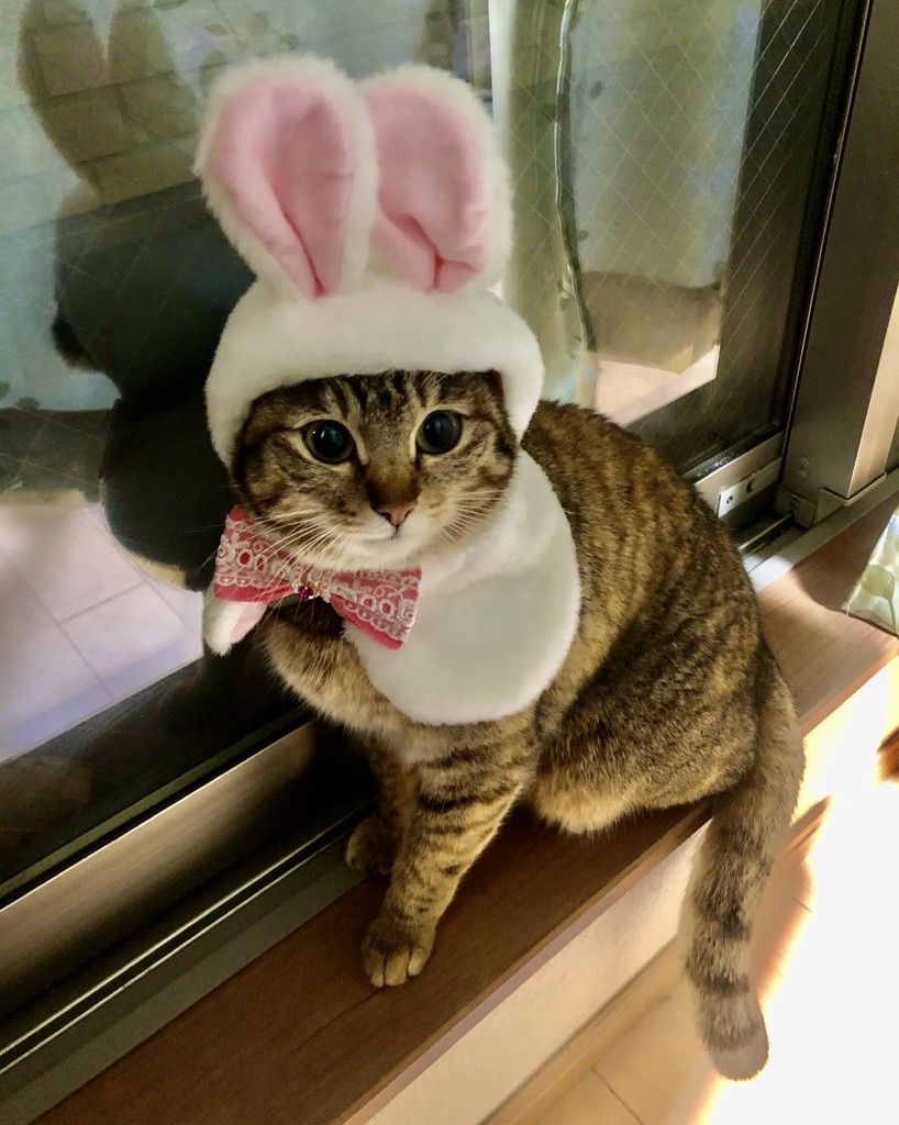シングルママンはるぴりん