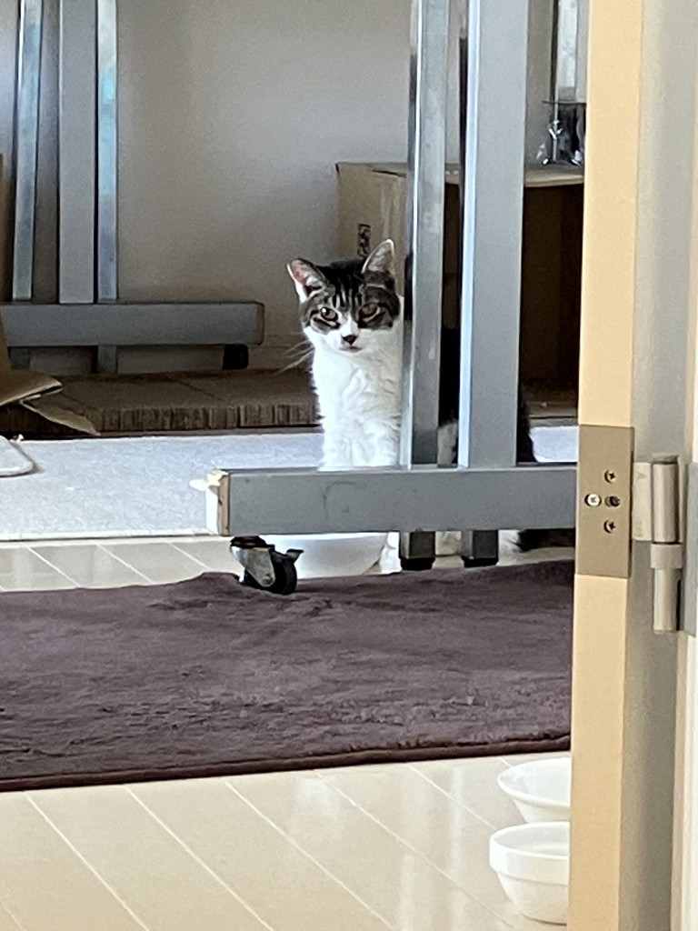 ニャニャ子
