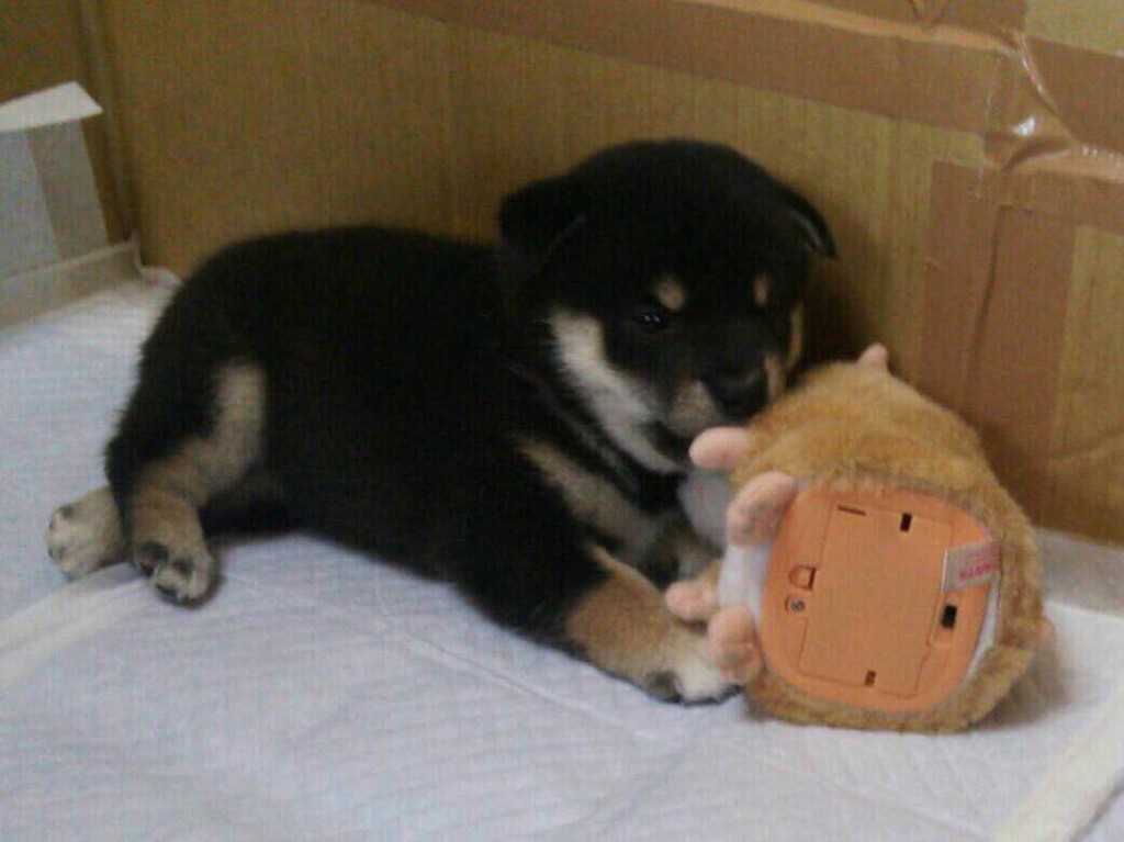 まぐ