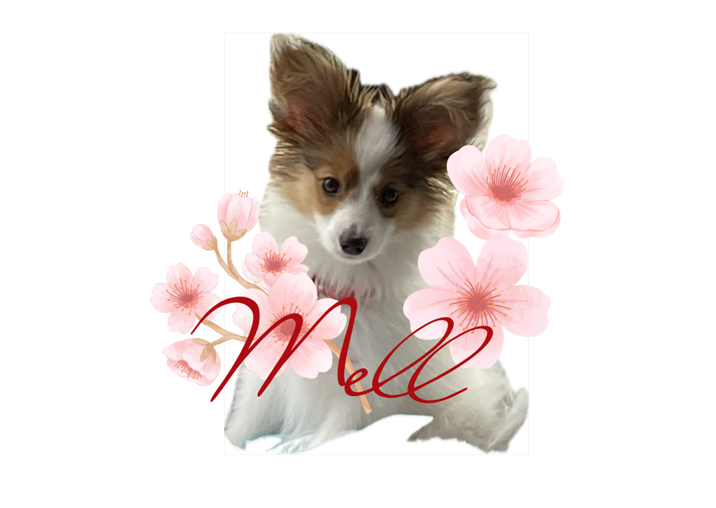 じゃっく