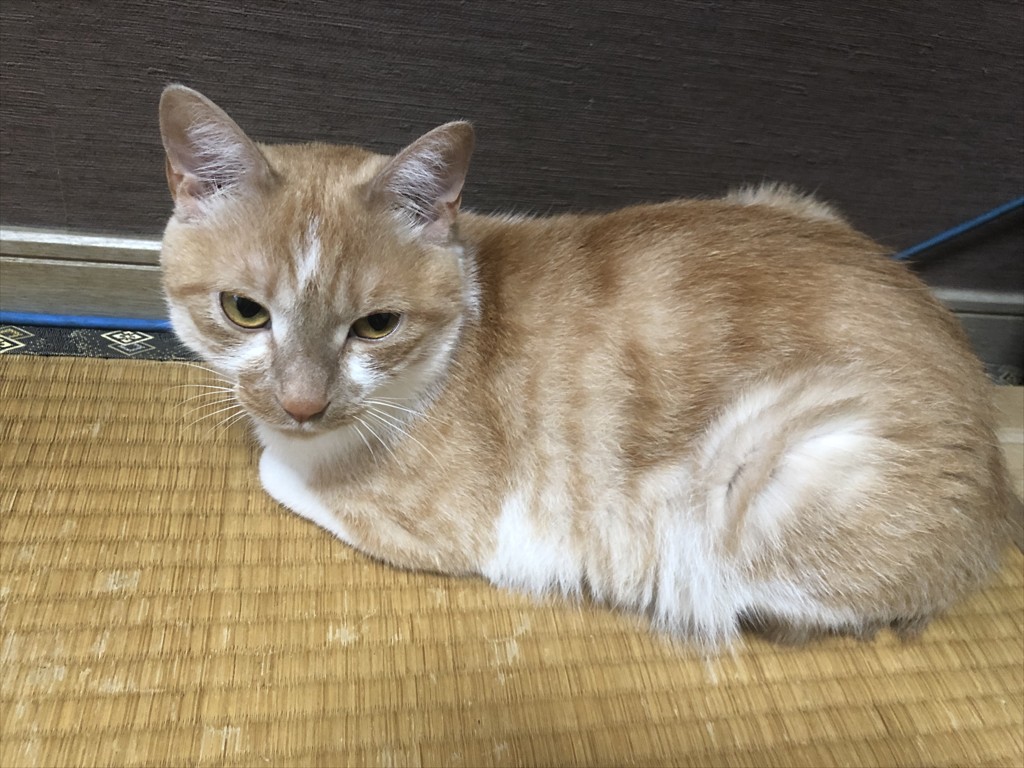 ユーザーアイコン