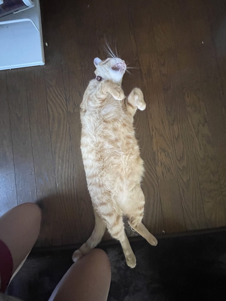 こたじうめ