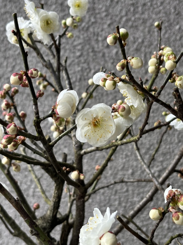 こまごめ