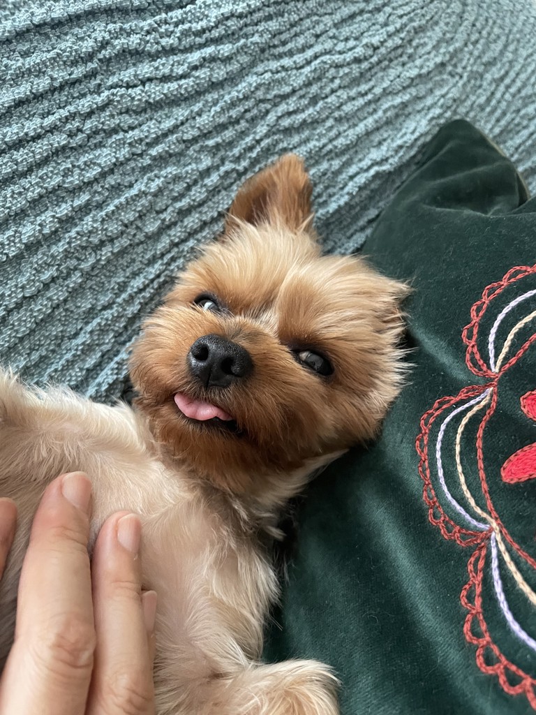 きのこ