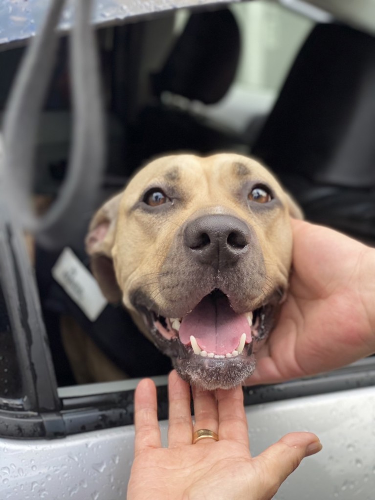 ハーツ デンタル ティーザー ミニ （ 3kg未満・チワワ、ヨーキー