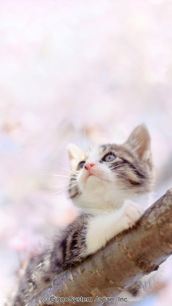 ねこさん